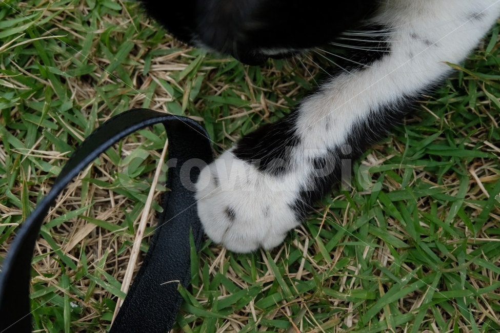 고양이,고양이발,길냥이,개냥이,반려동물,반려묘,동물,얼룩고양이,고양이과,고양이발톱,검은고양이,동물,animal,포유류,mammal,고양이,cat,kitten,kitty