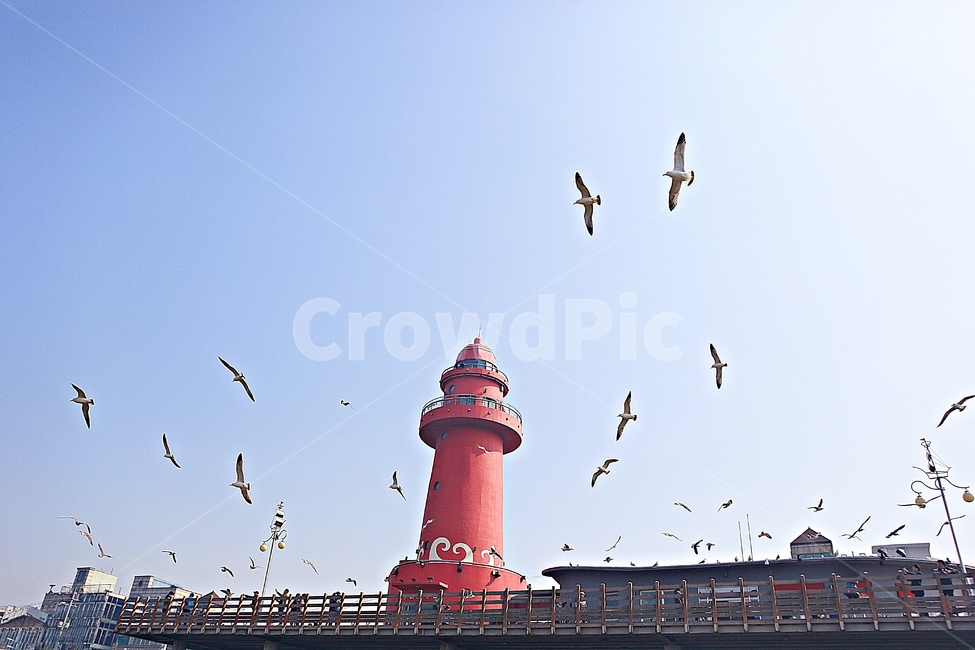 등대,갈매기,풍경,빨간등대,배경,자연,풍광,등대,lighthouse,bird,새,animal,동물