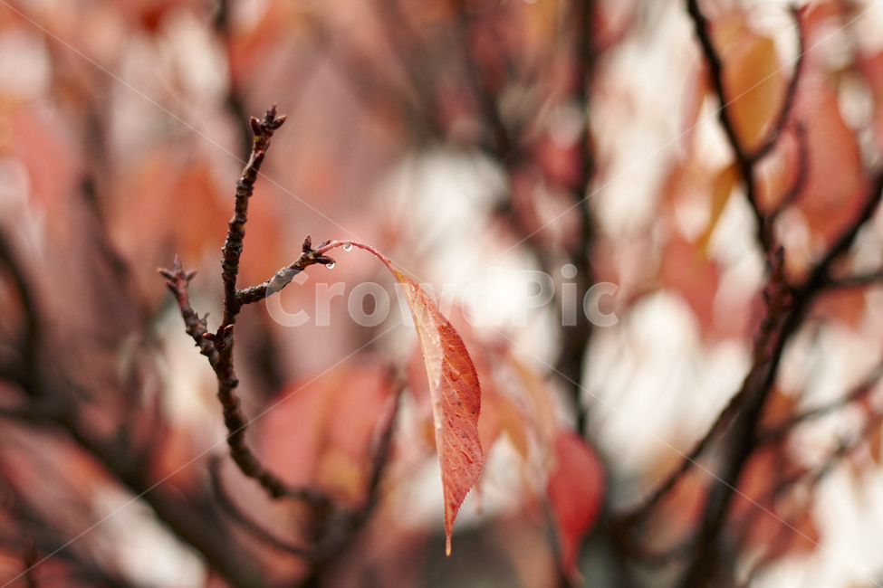 가을,단풍,따뜻함,쓸쓸함,낙엽,가을,계절,fall,autumn,season,식물,자연,plants,nature,leaf,잎,plant,veins,정맥