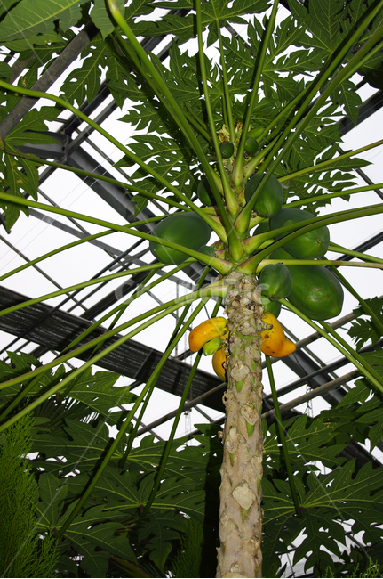 나무,식물,열매,plant,야자수,식물,자연,plants,nature
