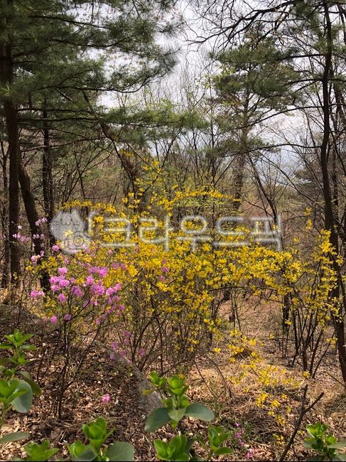 개나리,개나리나무,식물,개나리꽃,nature,plants,개나리담,봄화단꽃,spring,자연,화단,봄나무,봄날,봄꽃,flower,남산,봄풍경