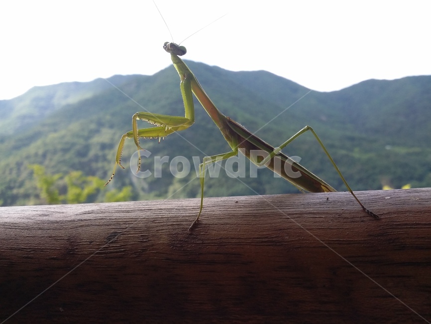 insect,사마귀,곤충,동물,자연,동물,animal,곤충,벌레,insect,bug