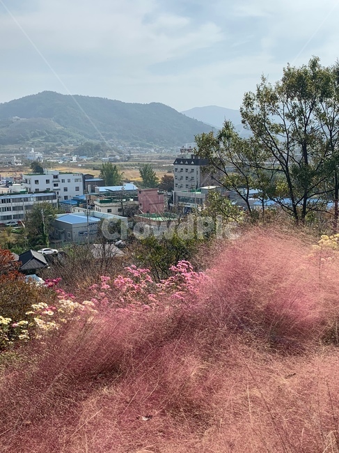 자연,풍경,핑크뮬리,가을,하늘
