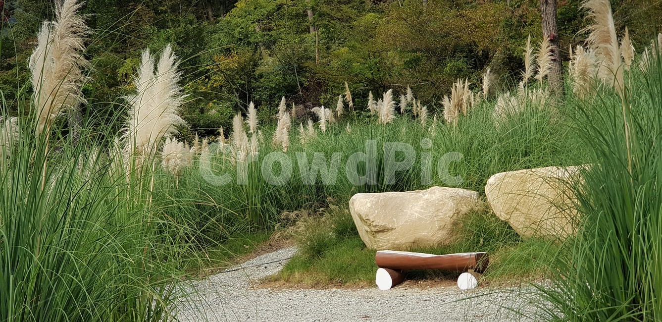 가을,팜파스그라스,나무,자연,식물,외국식물,풍경,자연풍경,green,white,nature,fall,autumn,초록색,trees,억새,바위,의자,가을,계절,fall,autumn,season,자연,풍경,nature,landscape,plant,grass,잔디,road,도로,gravel,자갈,dirt road,흙길