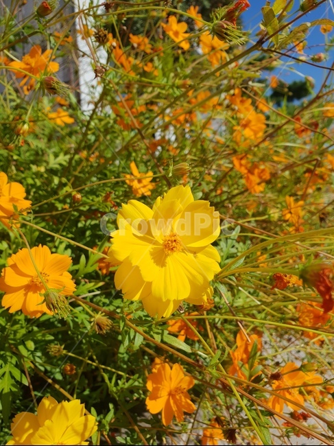 flower,꽃,숲,자연,힐링,햇살,산책,식물,자연,plants,nature,꽃,flower