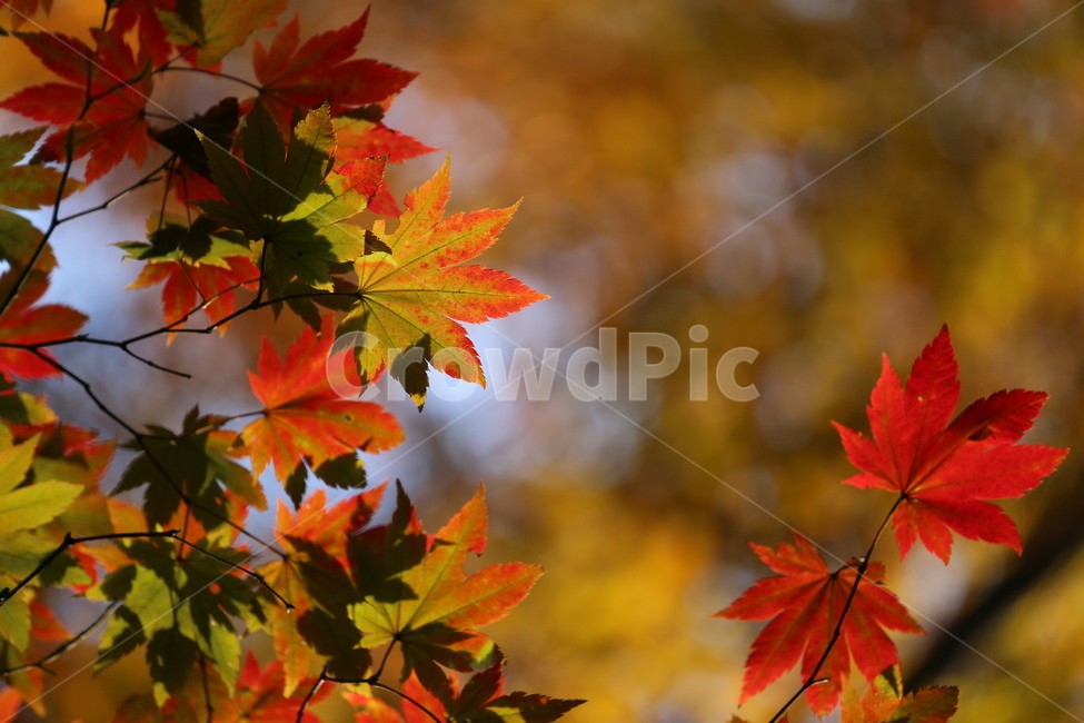 나무,plant,mapleleaf,maple,단풍,가을,계절,fall,autumn,season,식물,자연,plants,nature,leaf,잎,tree,maple leaf,단풍잎