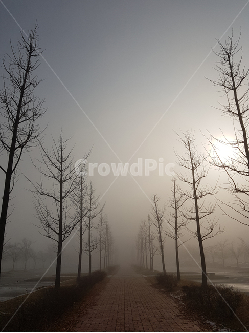 풍경,안개,산책길,아침안개,나무,mist,몽환,scenery,자연,풍경,nature,landscape,weather,날씨,fog