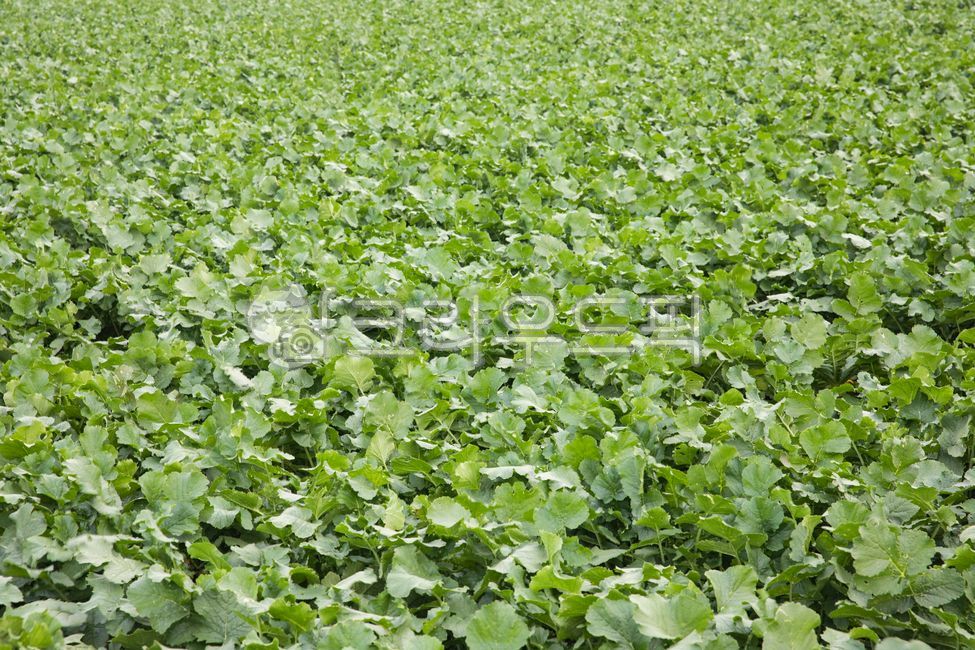 무우,무우밭,무우농장,무우김치,김치,김장,농장,시골풍경,농촌풍경,밭,들,반찬,자연,풍경,식물,가을,풍년,제주도,제주도풍경,야채,채소,식품,음식,farm,countryside,rurallandscape,field,sidedish,scenery,plant,autumn,bountifulharvest,jejulsland,jejulslandscenery,nature,radish,radishfield,radishfarm,kimchi