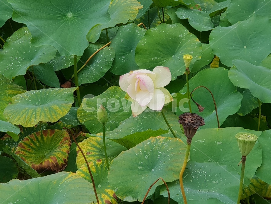 연꽃,꽃,수련,식물,lotusblossom,flower,연,수초,식물,자연,plants,nature,꽃,flower