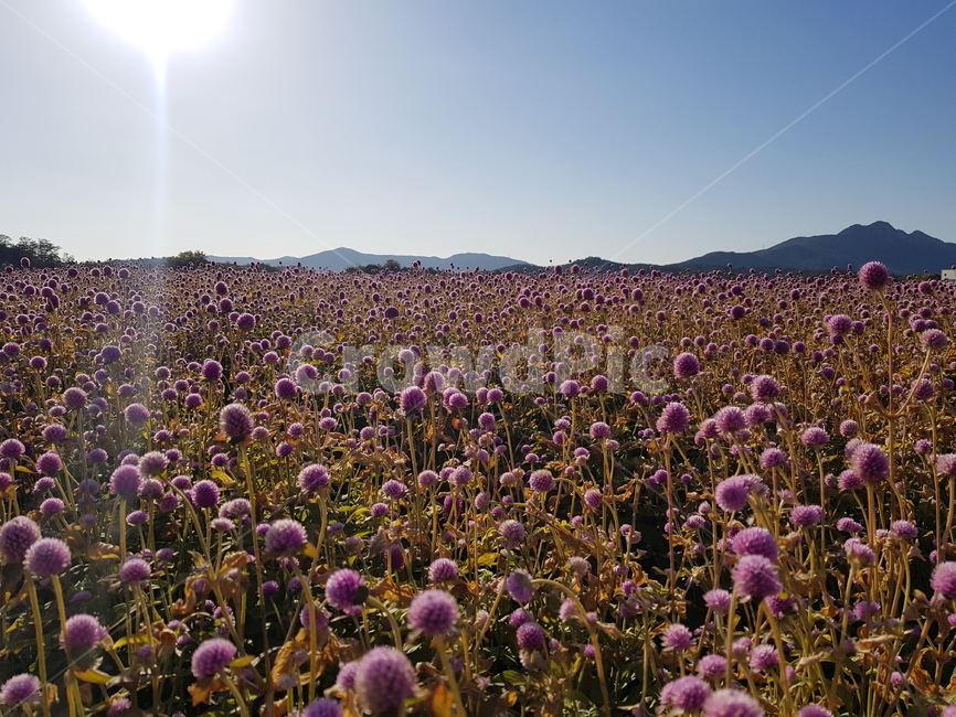 천일홍,plant,식물,꽃,꽃밭,식물,자연,plants,nature,꽃,flower