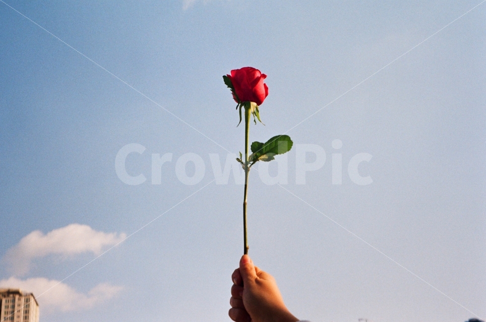 꽃,장미,필름카메라,필름사진,감성,연출,하늘,식물,자연,plants,nature,꽃,flower,사람,인물,인간,human,person,감성,sensible,feeling,연출,컨셉,콘셉,direction,concept
