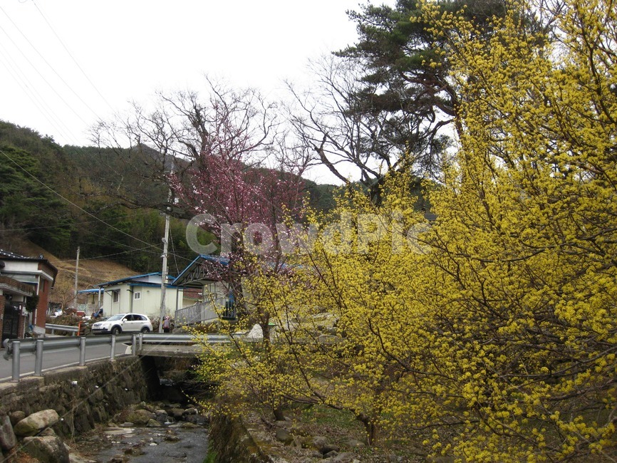 봄,봄꽃,꽃,yellow,노랑,산수유,산수유꽃,꽃송이,홍매화,구례,봄,계절,spring,season