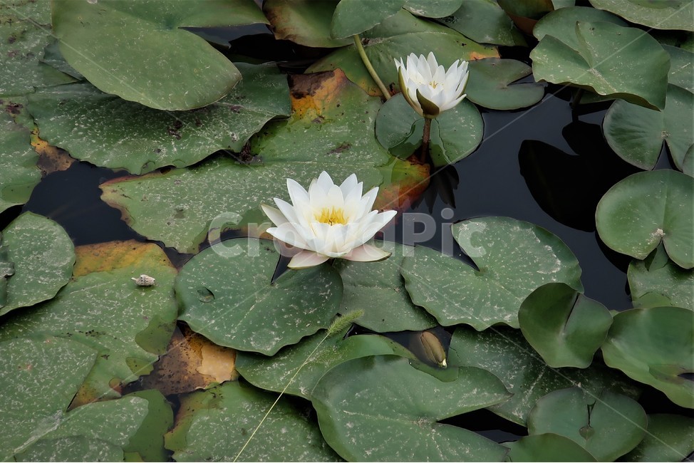 연꽃,수련,연못,연꽃잎,저수지,자연,배경,식물,연잎,식물,자연,plants,nature,꽃,flower