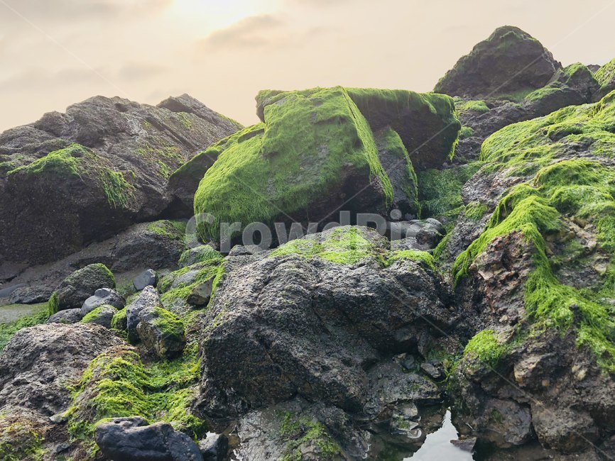 일몰,sunset,바다,감성,태양,선셋,자연,풍경,nature,landscape,plant,식물,moss,이끼,algae,조류