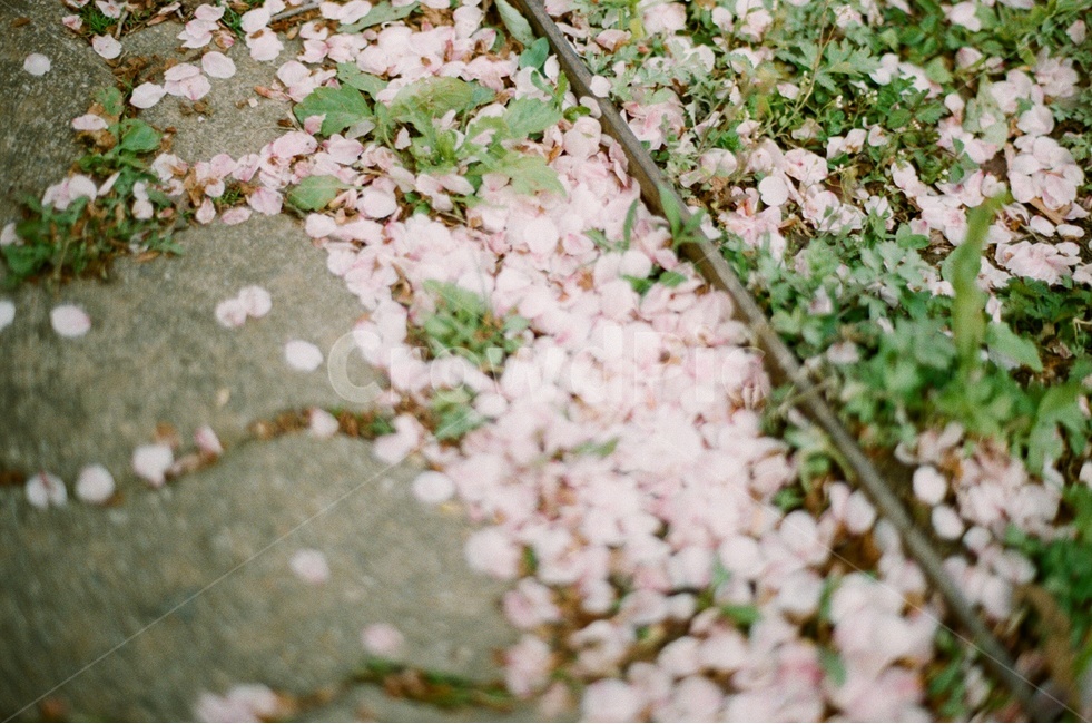 꽃길,벚꽃,꽃잎,봄,아름다운,감성사진,필름사진,필름,spring,cherryblossoms,aroma,beautiful,flower,cozy,sensitive,봄,계절,spring,season,꽃,flower,감성,sensible,feeling,nature,자연