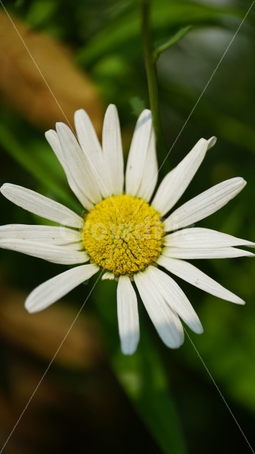 샤스타데이지,꽃,플라워,식물,자연,flower,nature,풍경,landscape,잎사귀,감성,감성사진,느낌,feel,snap,snapshot,스냅,스냅사진,접사,macro,꽃사진,plants,힐링,힐링사진,healing,클로즈업,closeup,한국자연,꽃밭,화단,계절,season,여름꽃,여름,summer,초여름,향기,꽃향기,식물,자연,plants,nature,꽃,flower