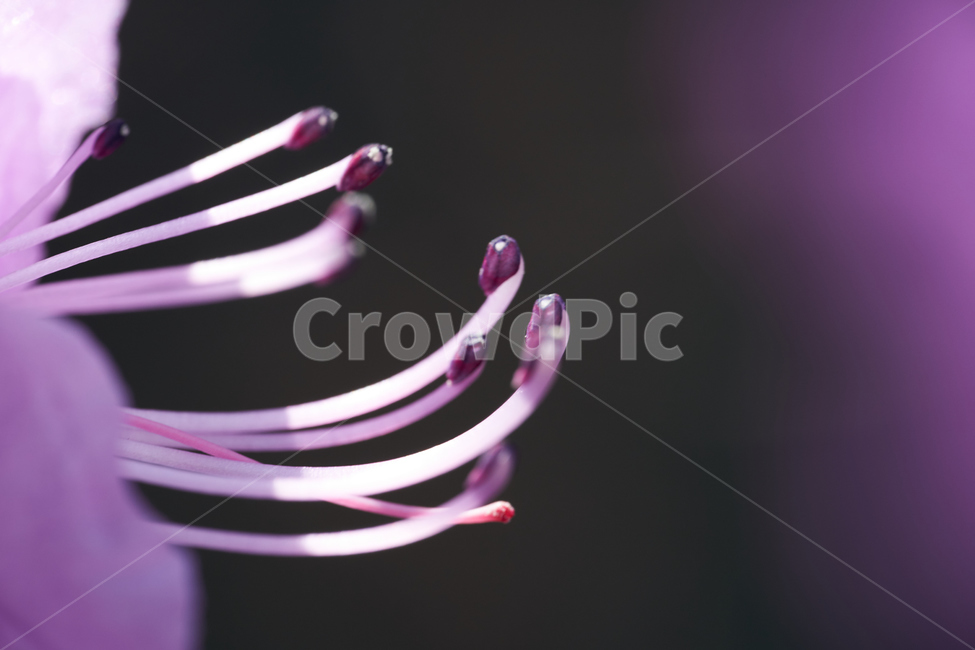 진달래,보라색,꽃,매크로,macro,보라,purple,식물,자연,plants,nature,꽃,flower