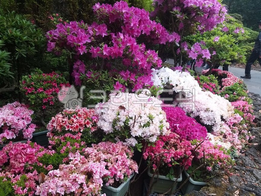flower,꽃,petal,꽃잎,flowerarrangement,꽃꽂이,garden,nature,자연,outdoors,옥외,flowerbouquet,꽃다발,dahlia,달리아,봄풍경,봄이미지,철쭉,꽃밭,정원,공원,봄꽃