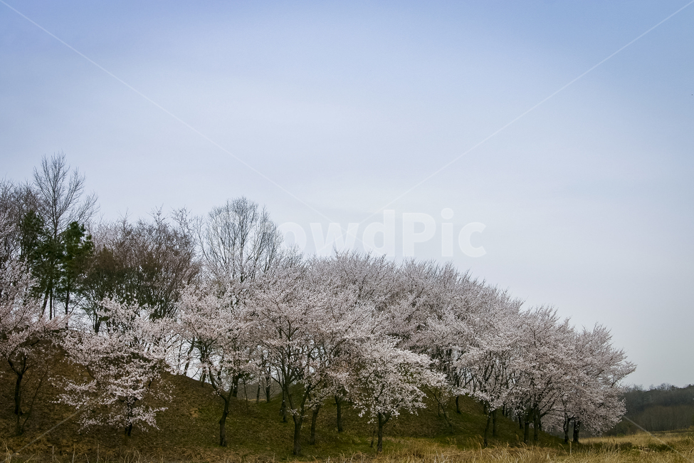 벚꽃,반월성,하늘,풍경,언덕,cherryblossoms,fullblowncherryblossoms,난만함,봄,계절,spring,season,자연,풍경,nature,landscape,plant,식물,flower,꽃,blossom,cherry blossom