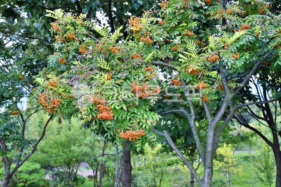 산사나무,가을,나무열매,열매,한약재,약초재료,가을수목원,한방약재,약재,빨간색,익은