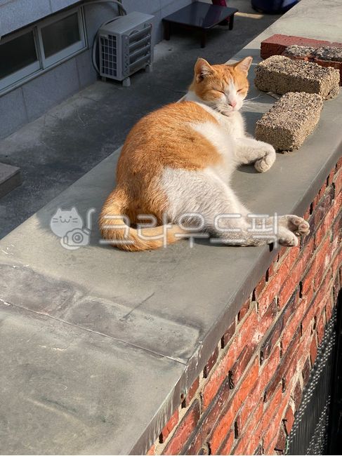 small,fur,distance,young,bright,cute,kitty,spotted,domestic,beautiful,mammal,orangecat,street,cat,action,brick,family doctor,lyingdown,furry,pet,biology,nature,brown,portrait,orange,outdoor,Pets,charming,animal,sitting,lying down