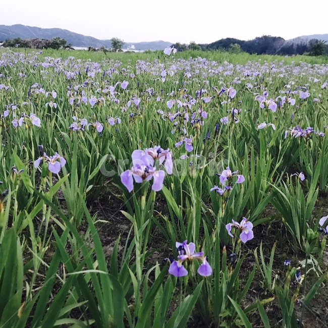 Iris,iris,flower garden,wild flowers,flower