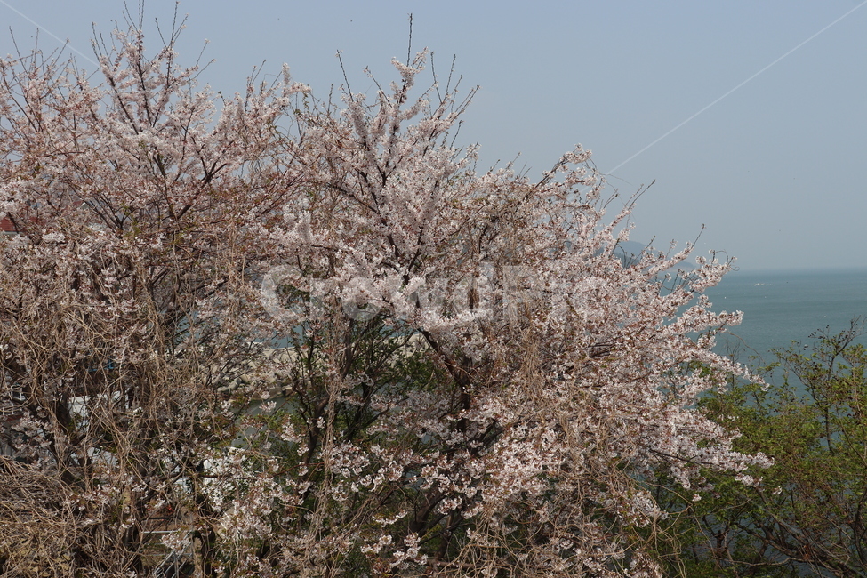 벚꽃,바다,봄꽃,나무,꽃