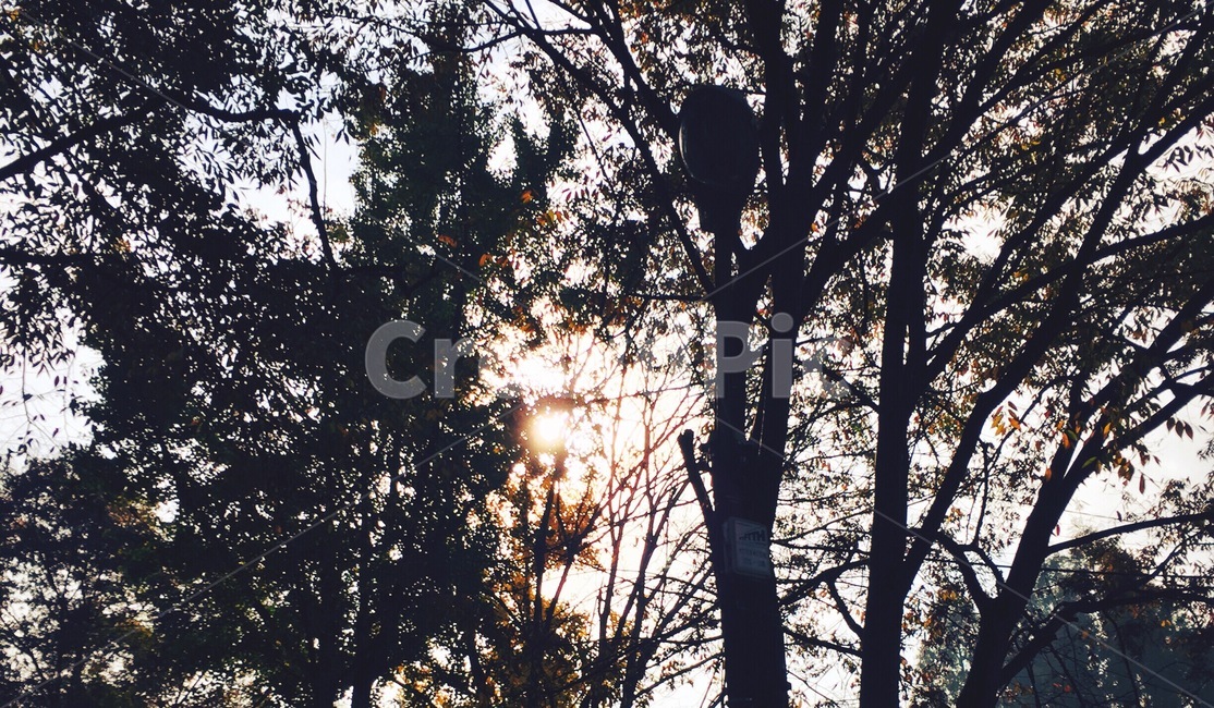 숲,나무,햇살,햇빛,자연,빛,light,sunshine,trees,forest