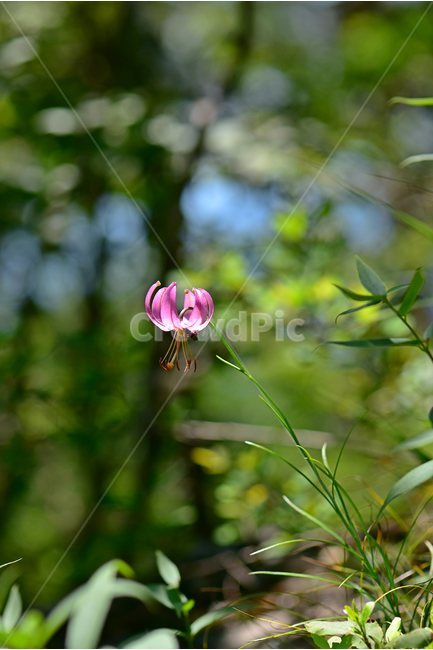솔나리,야생화,식물,자연,꽃,생태,힐링,플라워,wildflower,flower,plants,nature,season,감성,느낌,emotion,feeling,백합목,백합과,여름,백합속,분홍색,여러해살이풀,식물,자연,plants,nature,꽃,flower