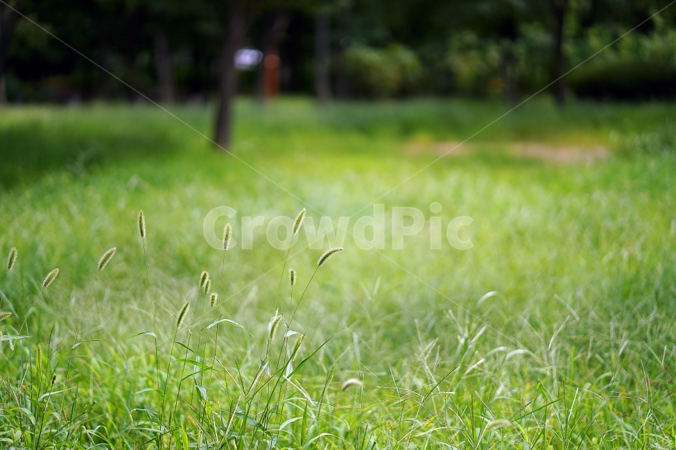 강아지풀,공원,여름,풀,꽃,자연,풍경,nature,landscape,식물,plants,grass,잔디,plant