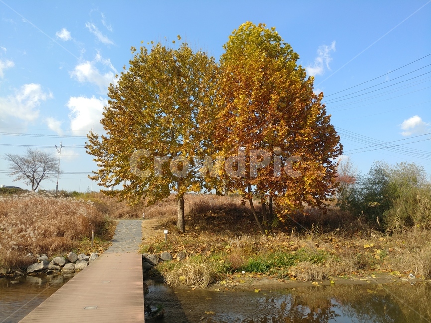 가을,나무,하늘,구름,다리,가지,잎,풀,자연,풍경,가을,계절,fall,autumn,season,자연,풍경,nature,landscape,tree,plant,식물