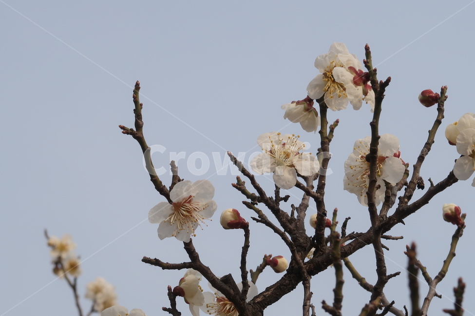 식물,꽃,flower,plant,blossom,봄,spring,계절,season,자연,nature,감성,봄꽃