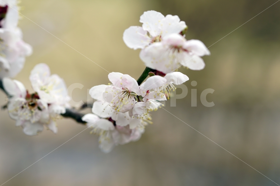 매화,꽃,나무,나뭇가지,산,하늘,봄,자연,플라워,꽃봉오리,flower,nature,spring,접사,macro,클로즈업,closeup,tree,숲,숲속,산림,삼림,조경,식물,plants,봄꽃,감성,힐링,풍경,landscape,식물,자연,plants,nature,봄,계절,spring,season,꽃,flower,plant