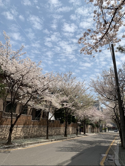 벚꽃,꽃,나무,cherryblossom,flower,blossom,tree,plant,식물,도로,road,차도,street,구름,cloud,하늘,sky,배경화면,봄,계절,spring,season,식물,자연,plants,nature,꽃,flower