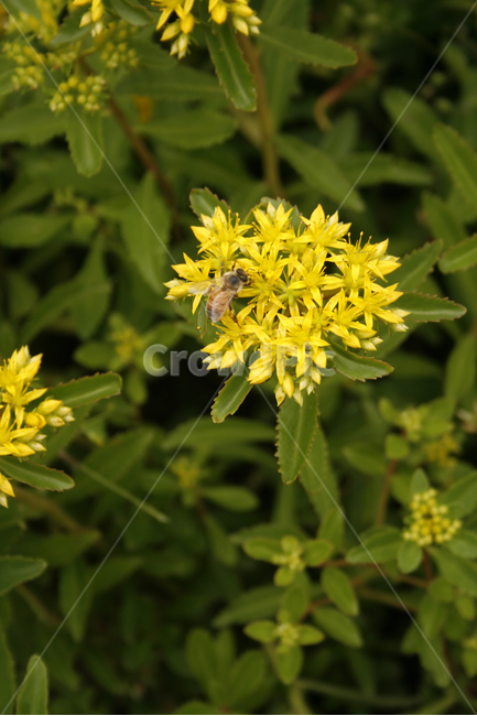 기린초,식물,flower,plants,nature,꽃,꽃봉오리,꽃밭,식물,자연,plants,nature,꽃,flower