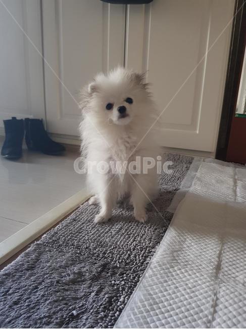 반려견,애완견,반려동물,강아지,개,강아지표정,개표정,dog,puppy,동물,animal,포유류,mammal,개,강아지,dog,doggy