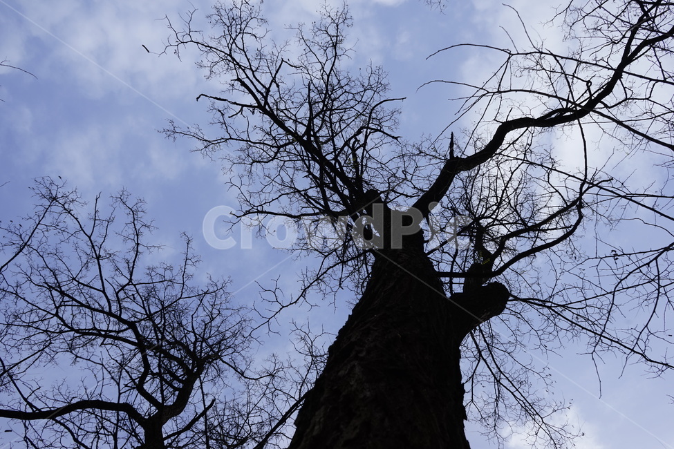 실루엣,초겨울,계절,하늘,silhouette,자연,가지,고목,나무,blue,season,winter,branch,tree,식물,자연,plants,nature,나무,trees,wood