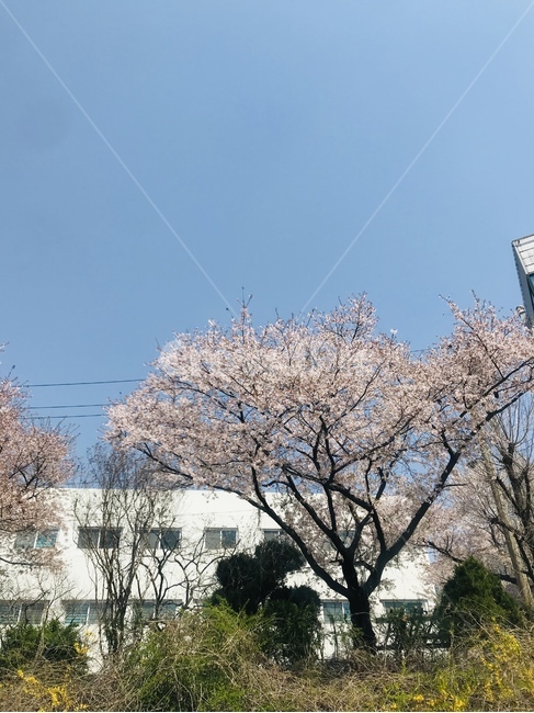 봄,벛꽃,자연,나무,산책