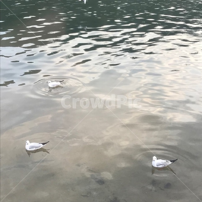 animal,동물,bird,새,water,물,outdoors,옥외,갈매기,강