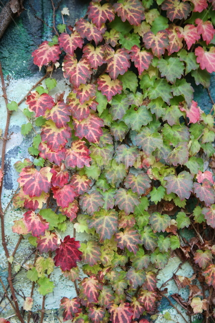 담쟁이,자연,나뭇잎,초록,단풍,식물,자연,plants,nature