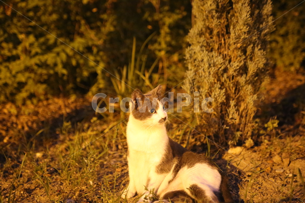 동물,고양이,야생,길냥이,냥이,동물,animal,포유류,mammal,고양이,cat,kitten,kitty
