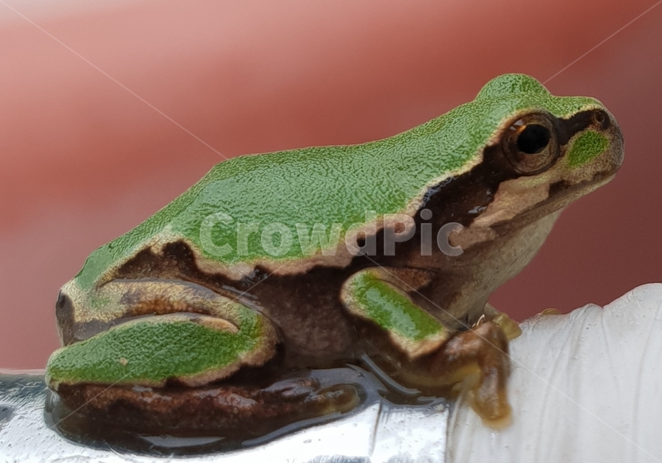 자연,개구리,여름,시골,청개구리,동물,animal,파충류,양서류,reptile,amphibian