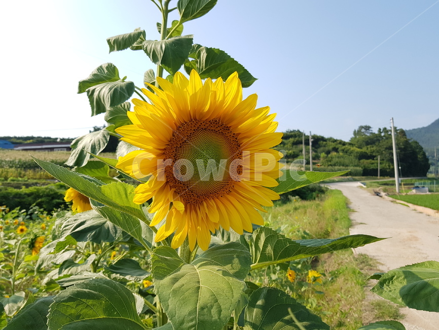 해바라기,여름,여름꽃,팔월,시골,식물,자연,plants,nature,꽃,flower