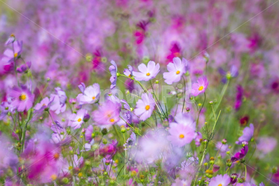 코스모스,가을,가을하늘,흔들림,들판,황금들판,구름,풍경,자연,가을,계절,fall,autumn,season,식물,자연,plants,nature,꽃,flower,spring,봄