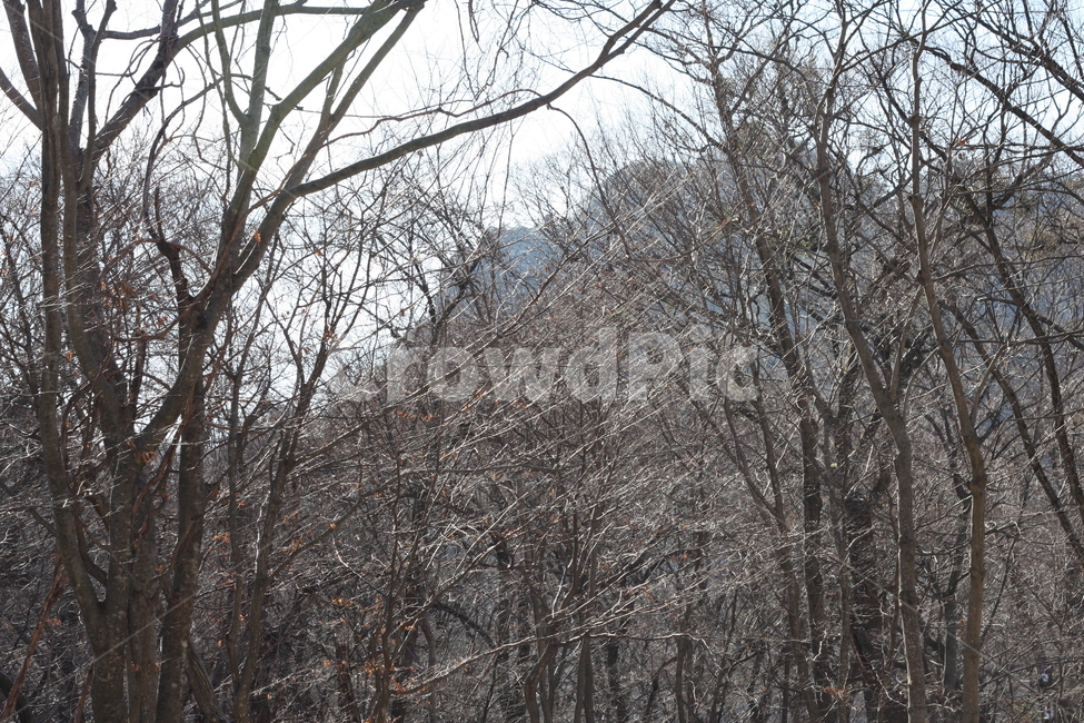 겨울,풍경,나무,나뭇가지,겨울나무,산