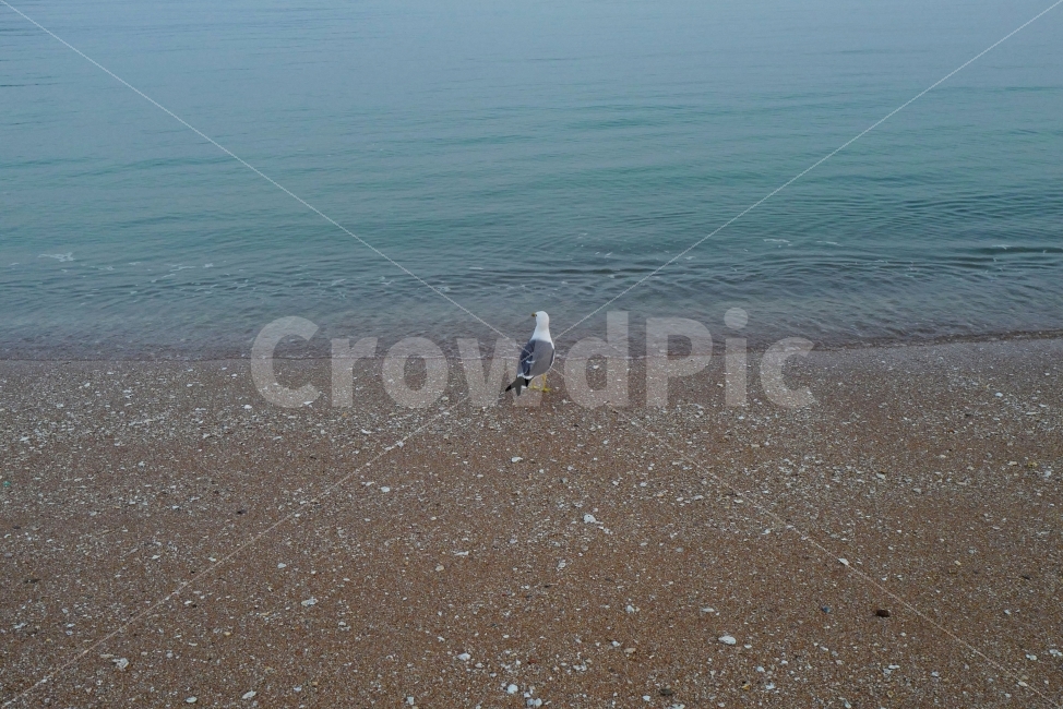 비둘기,바다,새,조류,모래사장,해변,바다,beach,sea,동물,animal,조류,새,birds