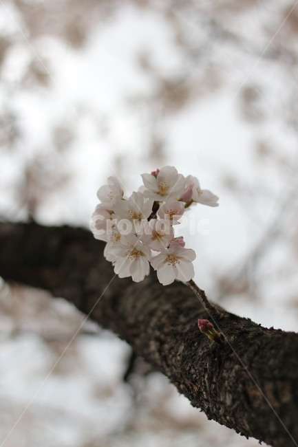 봄,벚꽃,하늘,식물,flower,꽃,blossom,분홍,pink,나무,나뭇가지,cherryblossom