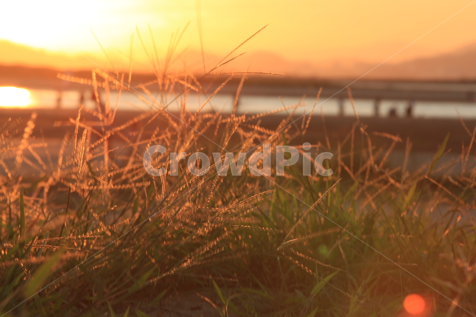 부산,다대포,노을,낙조,플레어,해질녁,매직아워,자연,풍경,nature,landscape,grass,잔디,plant,식물,lawn