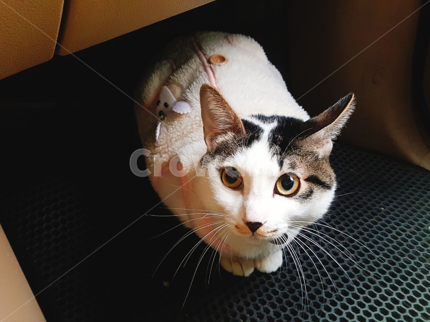 고양이,동물,cat,animal,차,동물,animal,포유류,mammal,고양이,cat,kitten,kitty