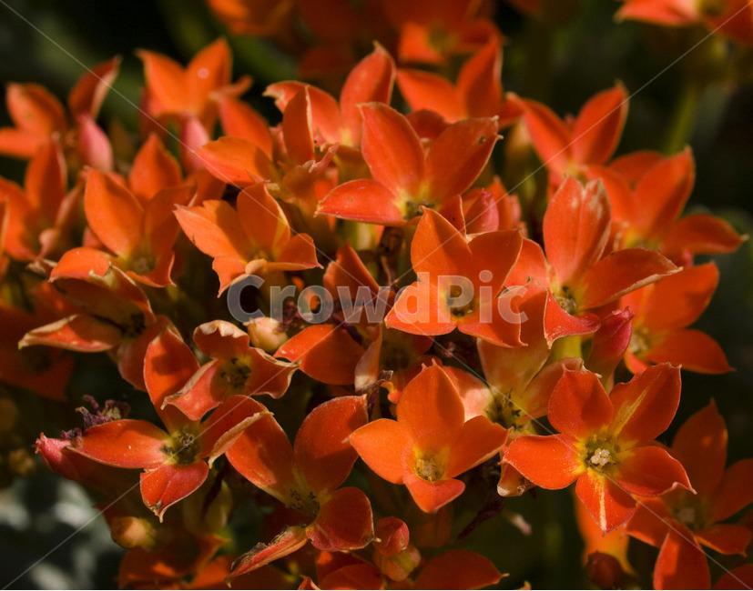 꽃,아웃포커싱,별꽃,flower,자연,식물,자연,plants,nature,꽃,flower